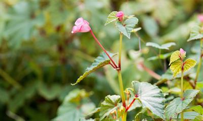 Begonia grandis